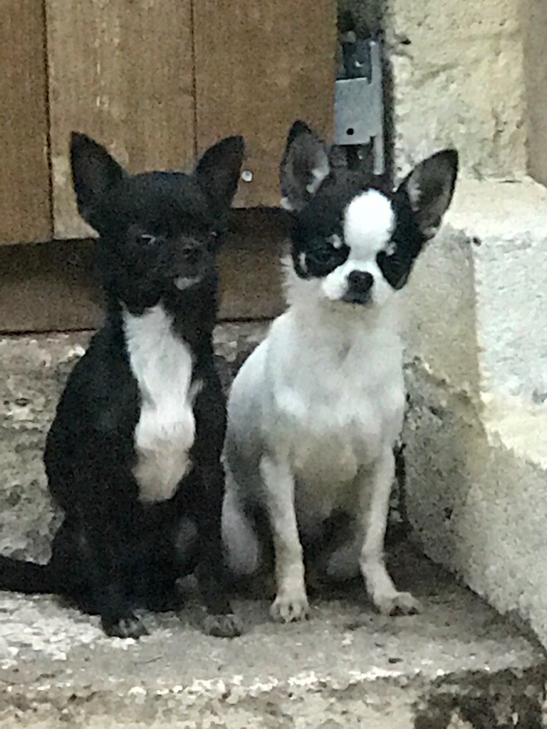 gumtree chihuahuas for sale